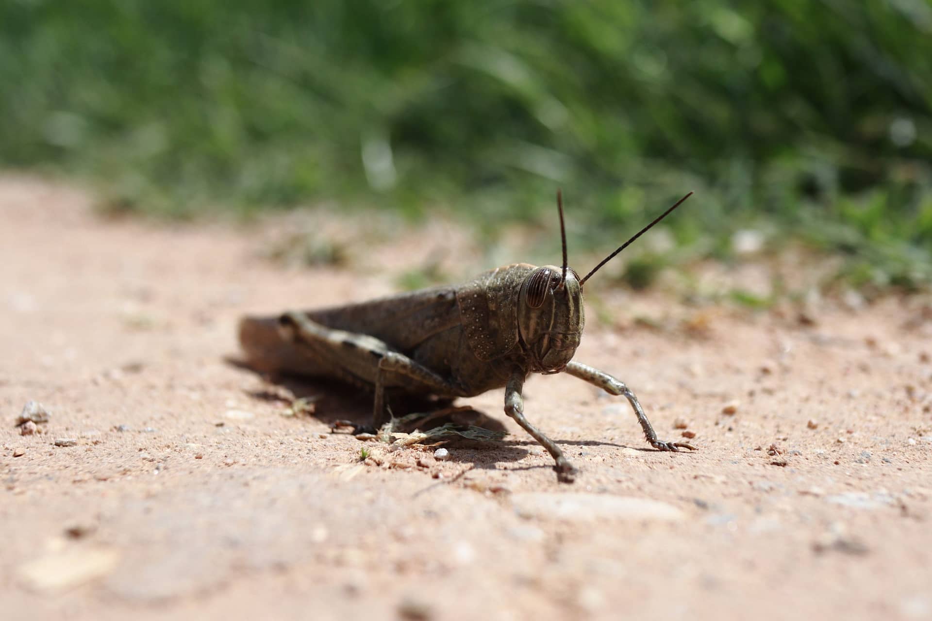 Grasshopper Maybe