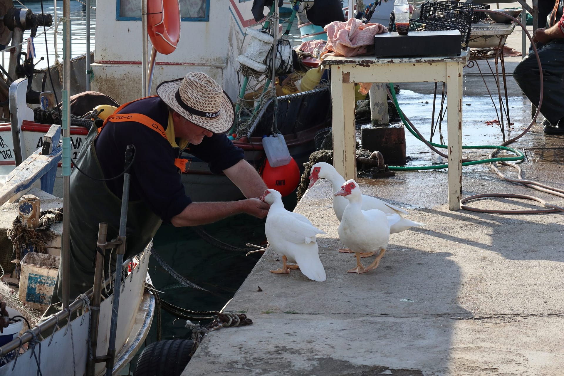 Hand feeding the ducks on the quay