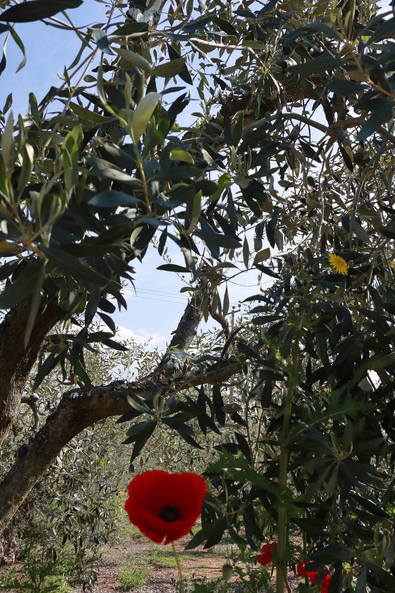 Poppies & olives