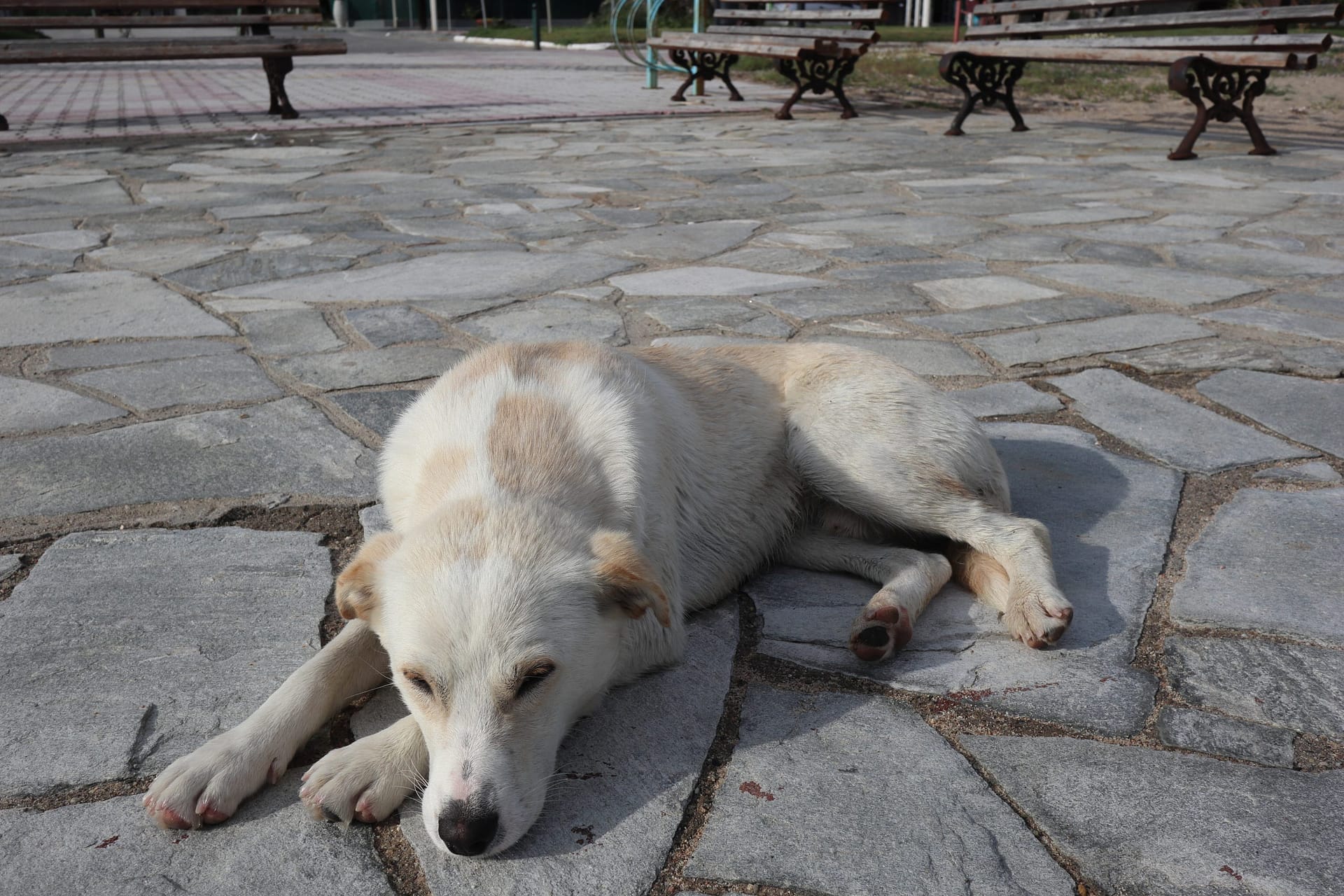 Puppyish